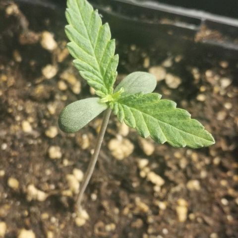 #1 growlog timeline photo