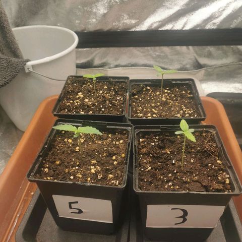#3 growlog timeline photo