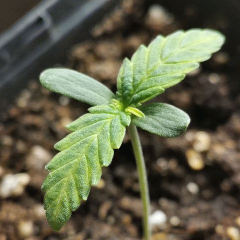 #3 growlog timeline photo
