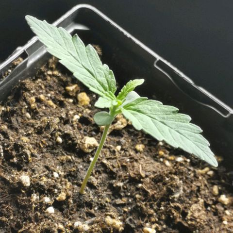#5 growlog timeline photo