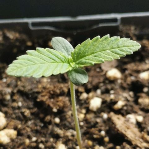 #2 growlog timeline photo