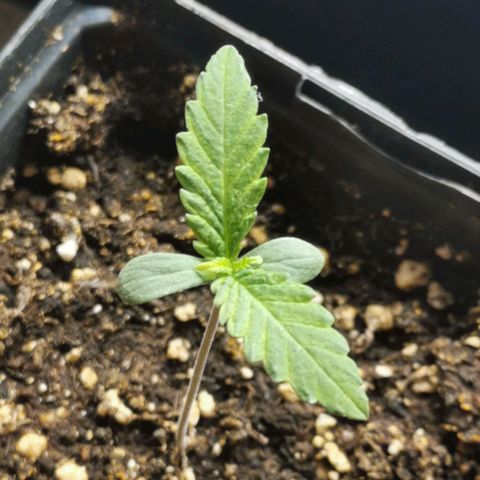 #1 growlog timeline photo