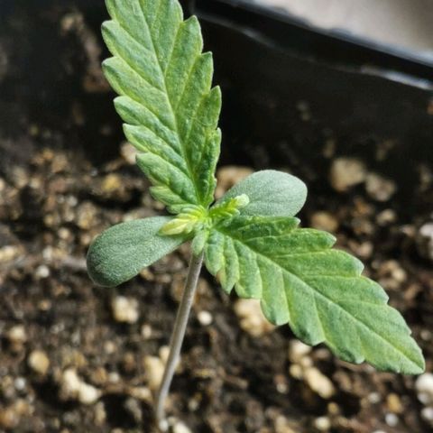 #1 growlog timeline photo