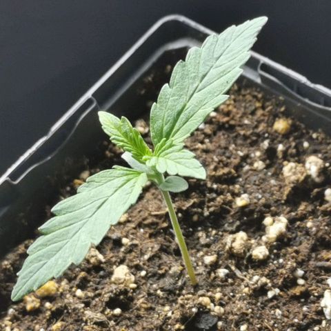 #5 growlog timeline photo