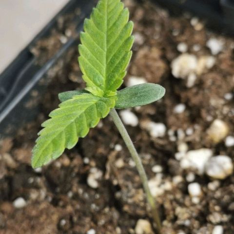 #2 growlog timeline photo