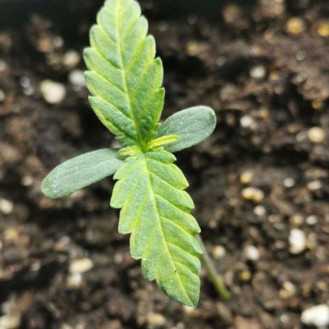 #3 growlog timeline photo