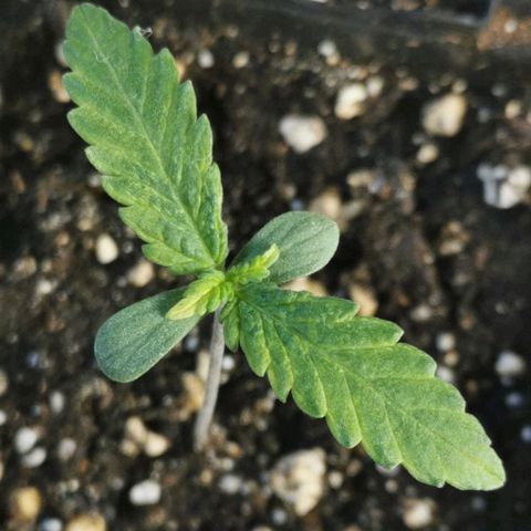 #1 growlog timeline photo