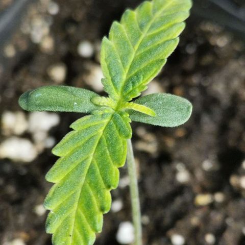 #3 growlog timeline photo