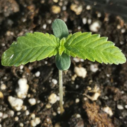 #2 growlog timeline photo