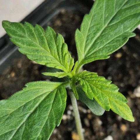#5 growlog timeline photo