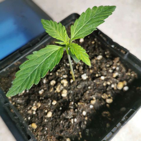#5 growlog timeline photo