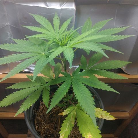 Guevara #1 growlog timeline photo