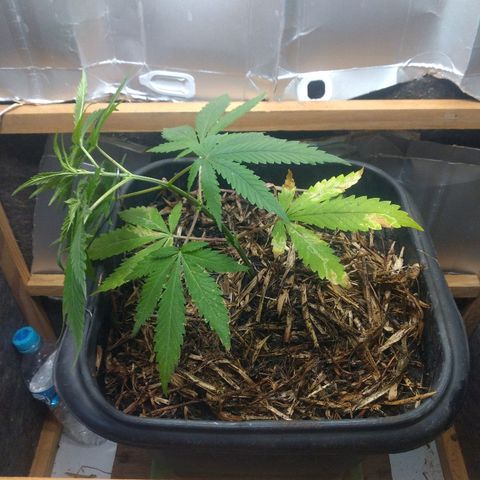 Guevara #1 growlog timeline photo