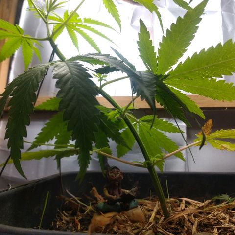 Guevara #1 growlog photo: Planta apresenta melhora, se direcionando a luz, folhas sendo tiradas do caminho para desenvolvimento de novos vida, aproximei ela das luzes