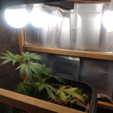 Guevara #1 growlog timeline photo