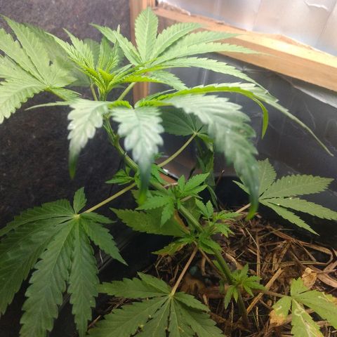 Guevara #1 growlog photo: Quebrei um dos galhos 😓 bom desenvolvimento dos novos buds