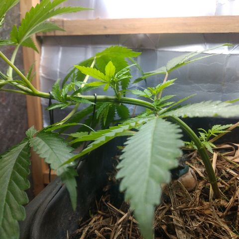 Guevara #1 growlog timeline photo