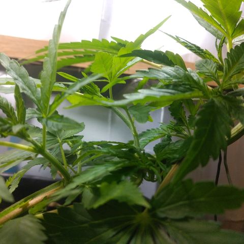 Guevara #1 growlog timeline photo