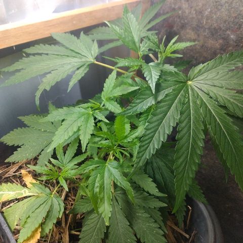 Guevara #1 growlog timeline photo