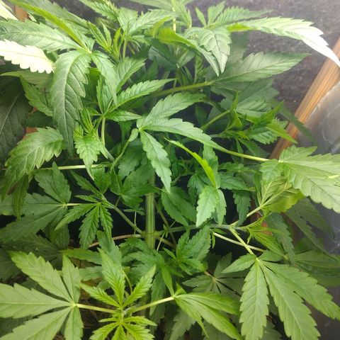 Guevara #1 growlog timeline photo