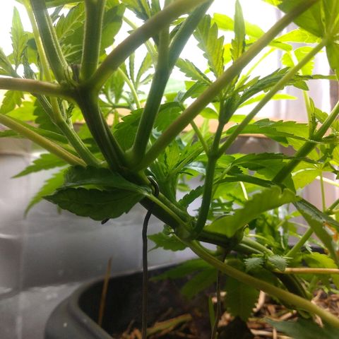 Guevara #1 growlog timeline photo