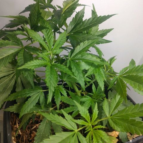 Guevara #1 growlog photo: Lar nas fan