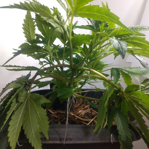 Guevara #1 growlog photo: Lar nas fan