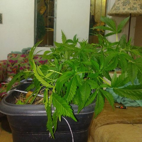 Guevara #1 growlog timeline photo