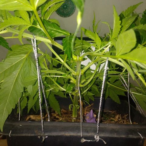 Guevara #1 growlog photo: Lst and trimm