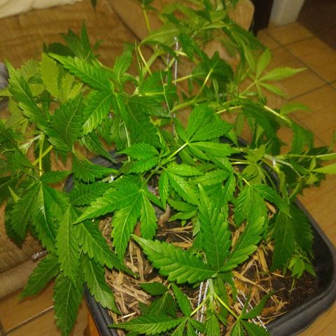Guevara #1 growlog timeline photo