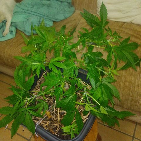 Guevara #1 growlog timeline photo