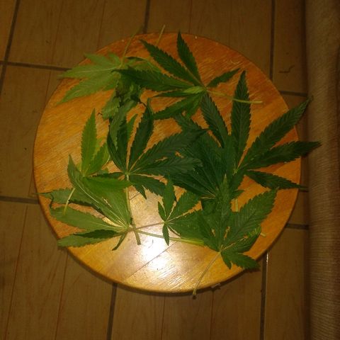Guevara #1 growlog timeline photo