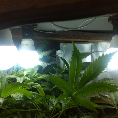 Guevara #1 growlog timeline photo