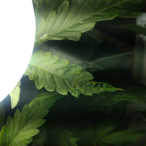 Guevara #1 growlog timeline photo