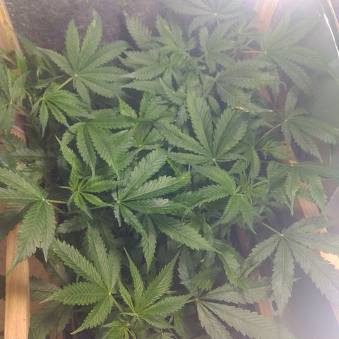 Guevara #1 growlog photo: 30cm solo-copa, desenvolvimento foliar muito bom, folhas apresentam marcas, não sei o motivo