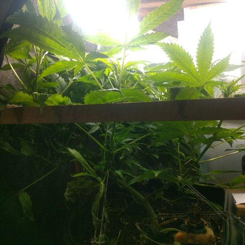Guevara #1 growlog photo: 30cm solo-copa, desenvolvimento foliar muito bom, folhas apresentam marcas, não sei o motivo