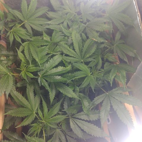 Guevara #1 growlog photo: 30cm solo-copa, desenvolvimento foliar muito bom, folhas apresentam marcas, não sei o motivo