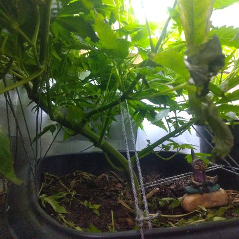 Guevara #1 growlog photo: 30cm solo-copa, desenvolvimento foliar muito bom, folhas apresentam marcas, não sei o motivo