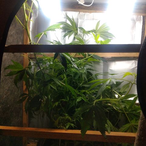 Guevara #1 growlog timeline photo