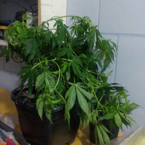 Guevara #1 growlog timeline photo