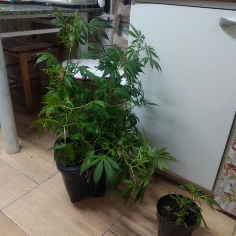 Guevara #1 growlog timeline photo