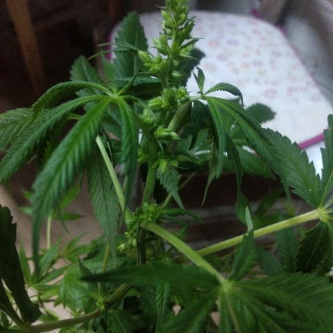 Guevara #1 growlog timeline photo