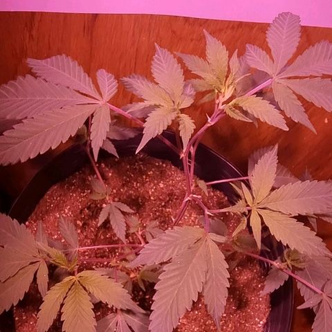 Koffe growlog timeline photo