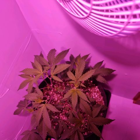 Koffe growlog timeline photo