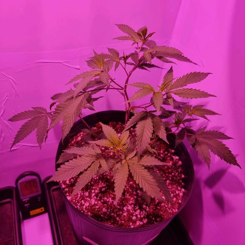 Koffe growlog timeline photo