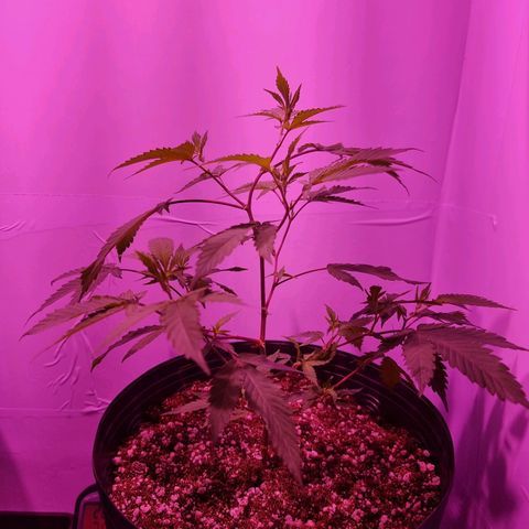 Koffe growlog timeline photo