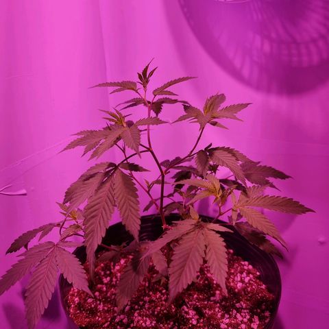 Koffe growlog timeline photo