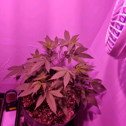 Koffe growlog photo: Antes da poda