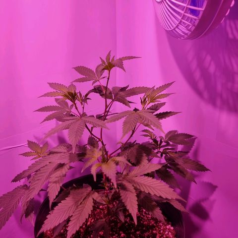 Koffe growlog photo: Antes da poda