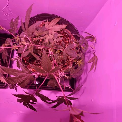 Koffe growlog timeline photo